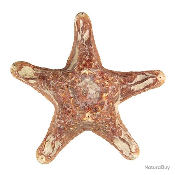 Etoile de mer choriaster 18  21 cm