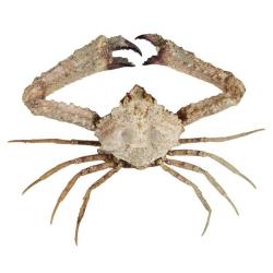 Crabe parthenope nummifera naturalisé 4 à 5 cm