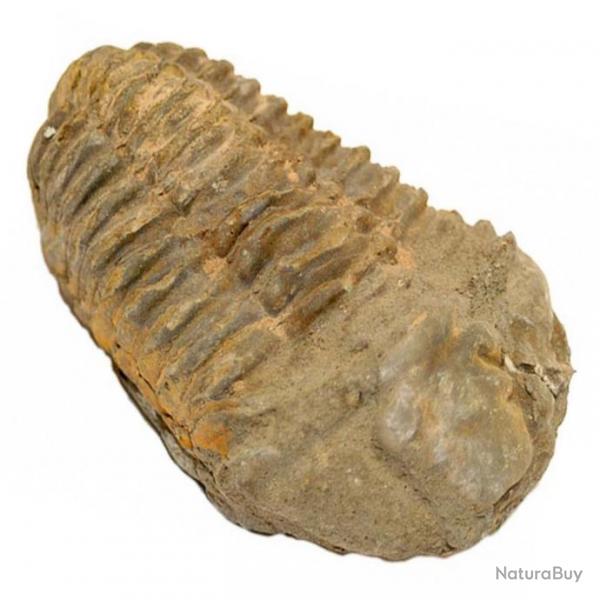 Fossile trilobite calymene 7  8 cm