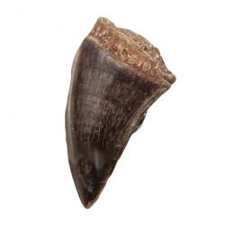 Dent fossile de mosasaure 2 à 3 cm