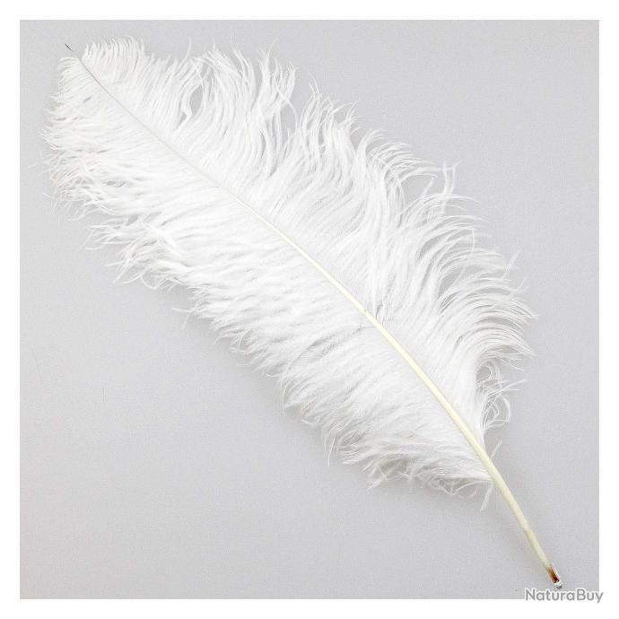 Plume blanche d'autruche