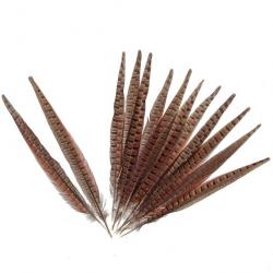 Grande plume de faisan commun - A l'unité 35 à 40 cm