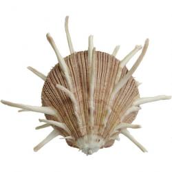 Coquillage spondylus regius 9 à 11 cm