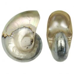 Coquillage nautilus nacré 10 à 12 cm