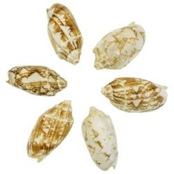 Coquillages cymbiola vespertilio 7 à 9 cm - Lot de 3