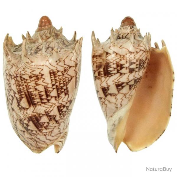 Coquillage cymbiola imperialis 14  16 cm