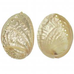 Coquillage haliotis discus nacré 8 à 10 cm