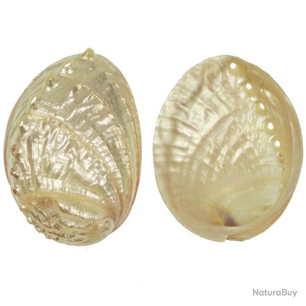 Coquillage haliotis discus nacr 8  10 cm