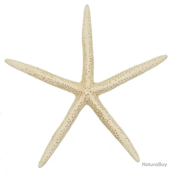 Etoile de mer linckia laevigata blanche 18  22 cm - Lot de 2