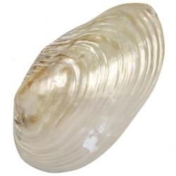 Coquillage mussel nacré entier 17 à 19 cm