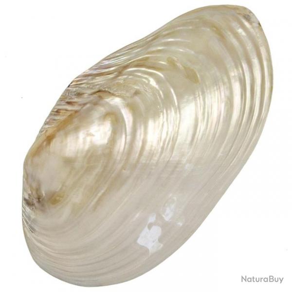 Coquillage mussel nacr entier 20  24 cm