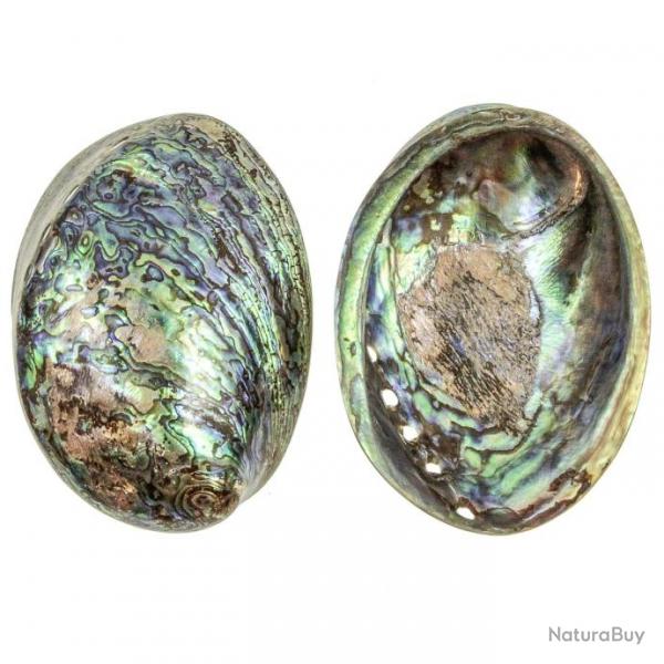 Coquillage haliotis abalone paua poli 13  15 cm