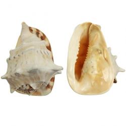 Coquillage cassis cornuta 24 à 26 cm
