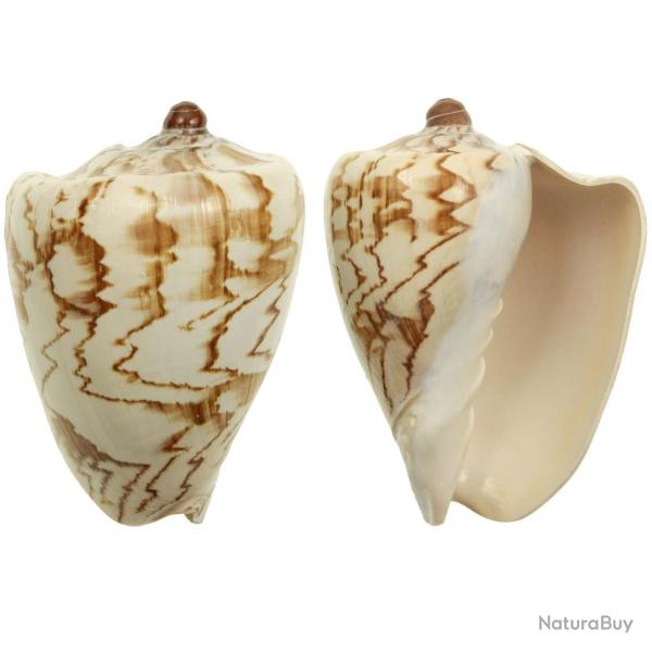 Coquillage voluta nobilis 9  11 cm