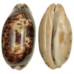 Coquillage cypraea testudinaria 7 à 9 cm