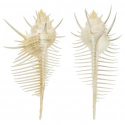 Coquillage murex pecten 10 à 12 cm