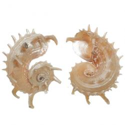 Coquillage angaria impérialis nacré 5 à 6 cm
