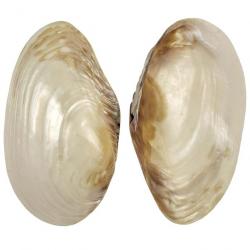Coquillage mussel nacré 16 à 18 cm