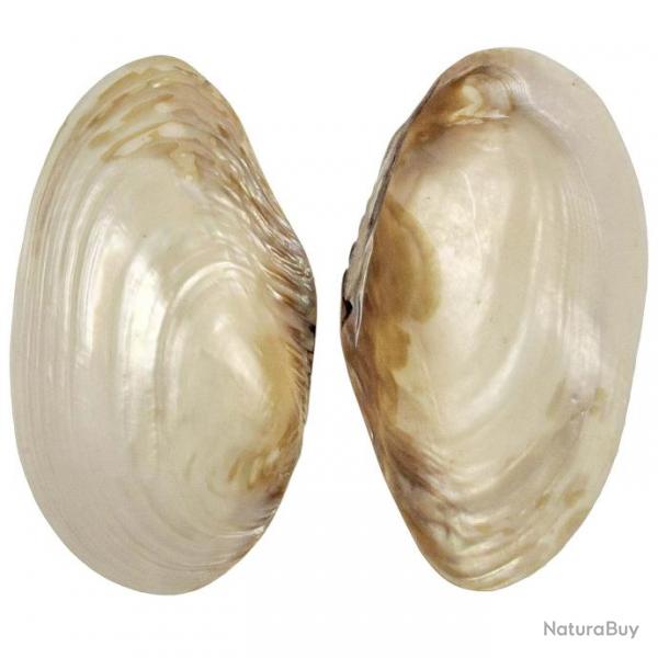 Coquillage mussel nacr 16  18 cm