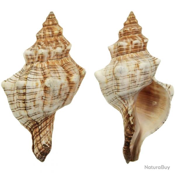 Coquillage fasciolaria trapezium 16  18 cm