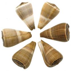 Coquillage conus figulinus 5 à 7 cm - Lot de 2