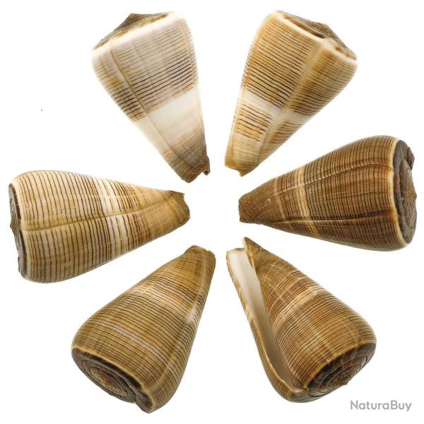 Coquillage conus figulinus 5  7 cm - Lot de 2