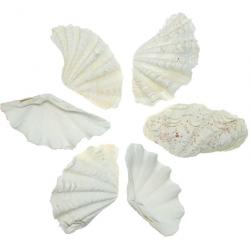 Coquillage tridacna blanc (bénitier) 11 à 13 cm