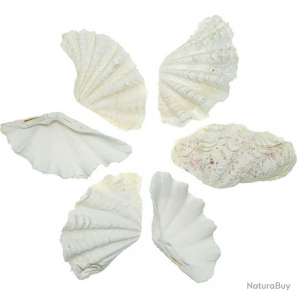 Coquillage tridacna blanc (bnitier) 11  13 cm