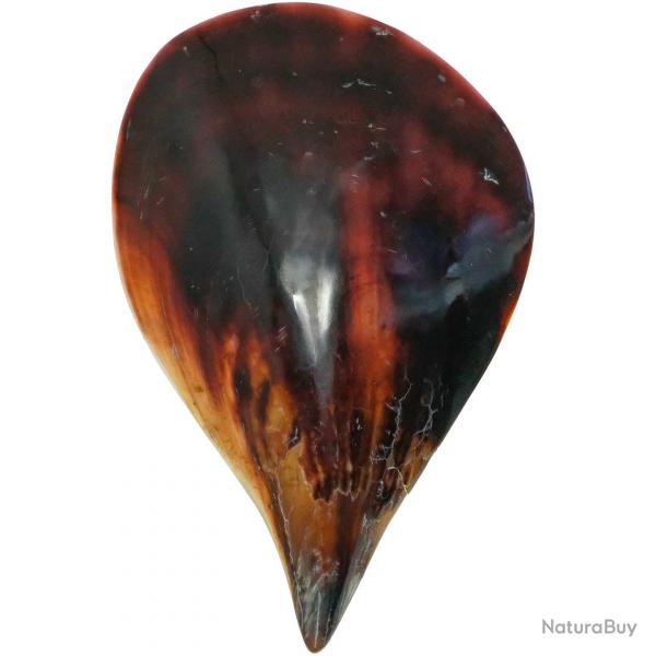 Coquillage atrina vexillum poli 15  18 cm
