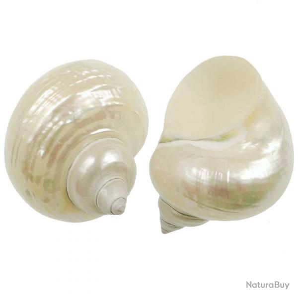 Coquillage turbo nacar 7  9 cm