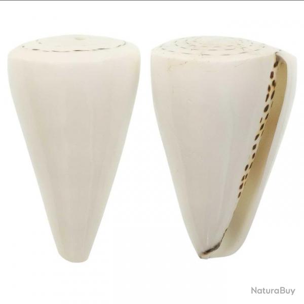 Coquillage conus litteratus blanc poli 6  8 cm