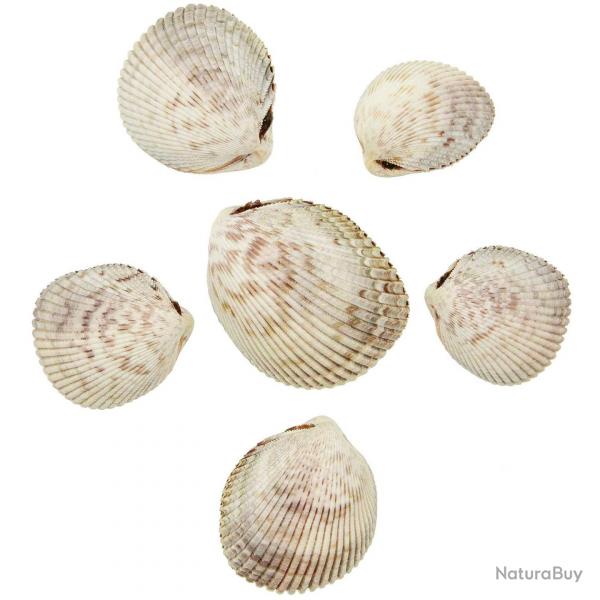 Coquillage trachycardium egmontianum entier 6  8 cm