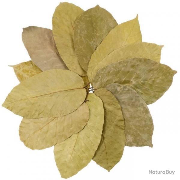 Feuilles de sal 15 cm - Lot de 100