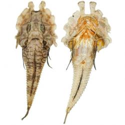 Poisson gargariscus prionocephalus naturalisé 18 à 20 cm