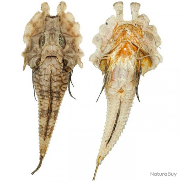 Poisson gargariscus prionocephalus naturalis 18  20 cm