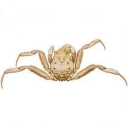 Crabe homola orientalis naturalisé 3.5 à 4 cm