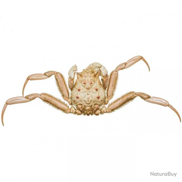 Crabe homola orientalis naturalis 3.5  4 cm