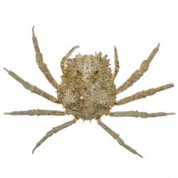 Crabe tide naturalisé 4.5 à 5 cm