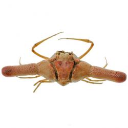 Crabe cylindricus naturalisé 5.5 à 6 cm