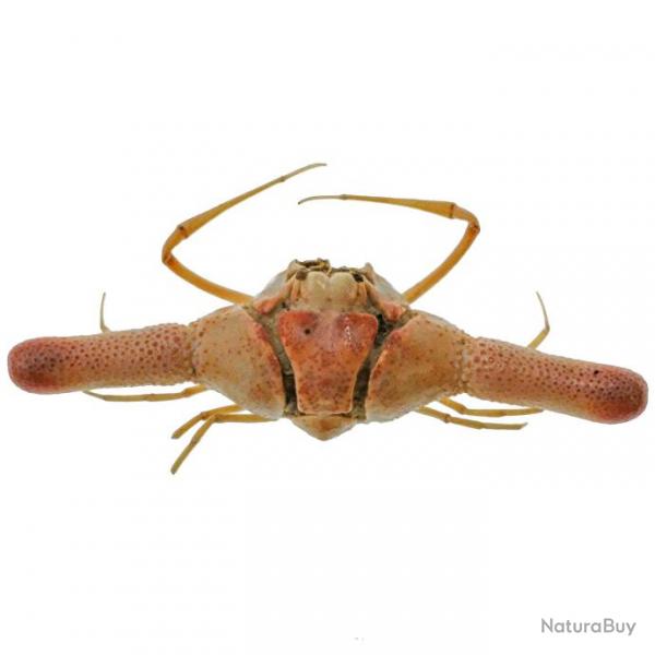 Crabe cylindricus naturalis 5.5  6 cm