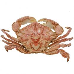 Crabe des sables naturalisé 5 à 6 cm
