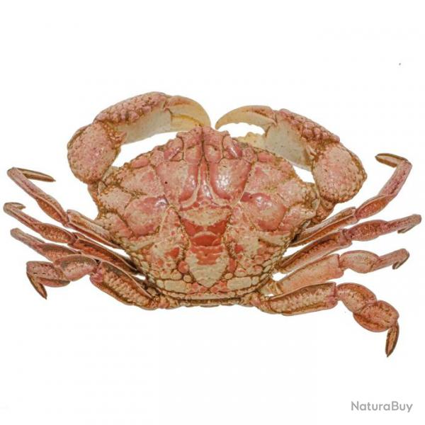 Crabe des sables naturalis 5  6 cm