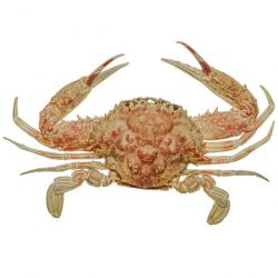 Crabe bordeaux naturalisé 6.5 à 7.5 cm