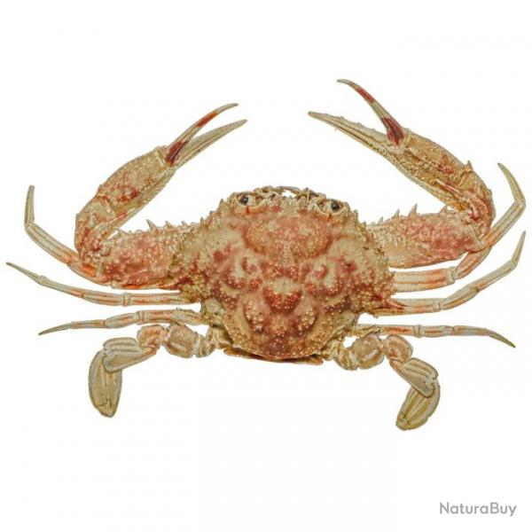 Crabe bordeaux naturalis 6.5  7.5 cm