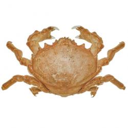 Crabe dromia personata naturalisé 11 à 13 cm