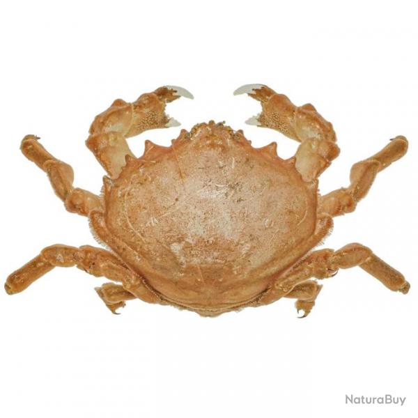 Crabe dromia personata naturalis 11  13 cm