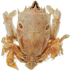 Crabe notopus naturalisé 5 à 6 cm