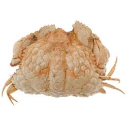 Crabe globuleux naturalisé 4 à 5 cm