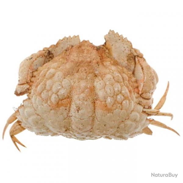 Crabe globuleux naturalis 4  5 cm