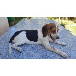 Chiot beagle lof origine creance lievre